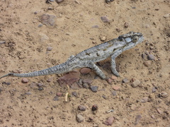 Bradypodion occidentale