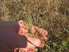 Polygonella americana