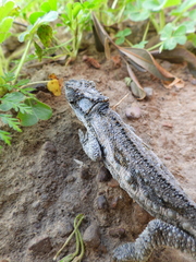 Bradypodion occidentale