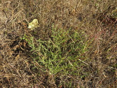 Polygonella americana