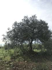 Schinus lentiscifolia