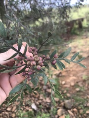 Schinus lentiscifolia