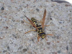 Polistes dominula