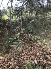 Schinus lentiscifolia