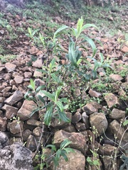 Baccharis punctulata