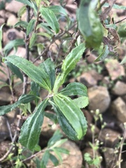 Baccharis punctulata
