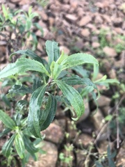Baccharis punctulata