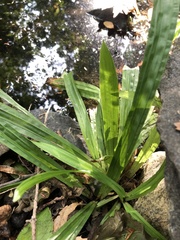 Careyanae