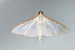 Palpita quadristigmalis