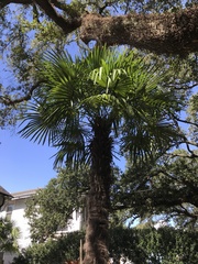 Trachycarpus