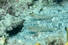 Gobius fallax