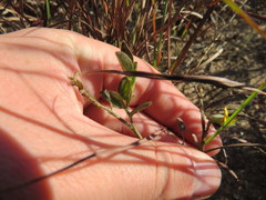 Crotalaria sagittalis