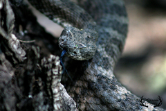 Crotalus tigris