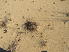 Cyperus grayioides