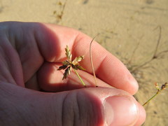 Cyperus grayioides
