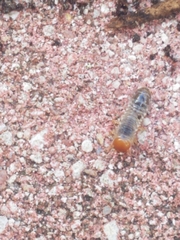 Coleoptera