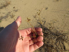 Cyperus grayioides