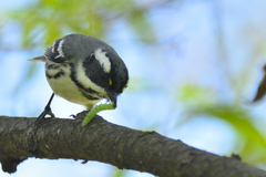 Setophaga nigrescens