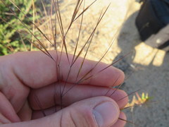 Aristida desmantha