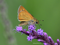 Hesperia meskei straton