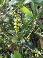 Berberis laurina
