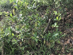 Berberis laurina
