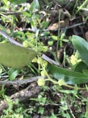 Berberis laurina