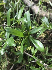 Berberis laurina