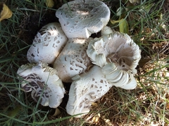 Chlorophyllum molybdites
