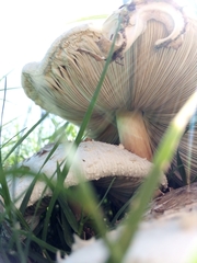 Chlorophyllum molybdites