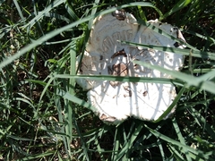 Chlorophyllum molybdites