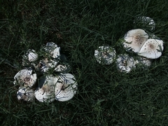 Chlorophyllum molybdites