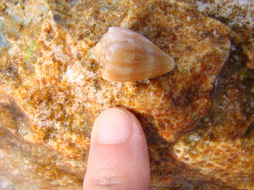 Conus miliaris
