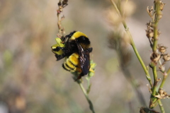 Bombus zonatus