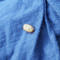 Rhipicephalus sanguineus