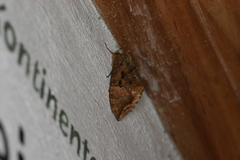 Eudocima serpentifera