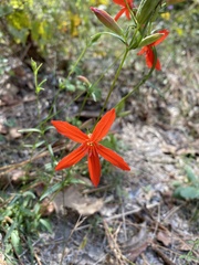 Silene subciliata