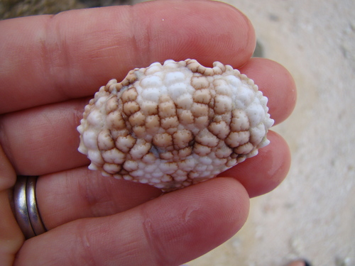 Beaded Crab