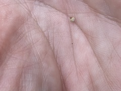Scleria ciliata
