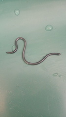 Leptotyphlopidae