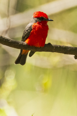 Pyrocephalus rubinus