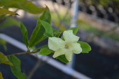Brunfelsia americana