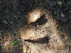 Oryctolagus cuniculus