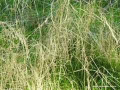 Agrostis castellana