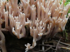 Ramaria concolor