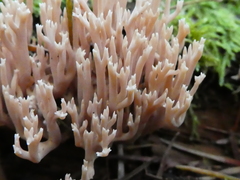 Ramaria concolor