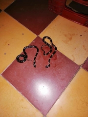 Leptodeira nigrofasciata