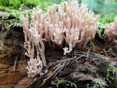 Ramaria concolor
