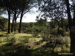 Phillyrea angustifolia