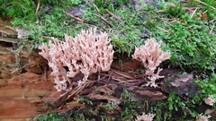 Ramaria concolor